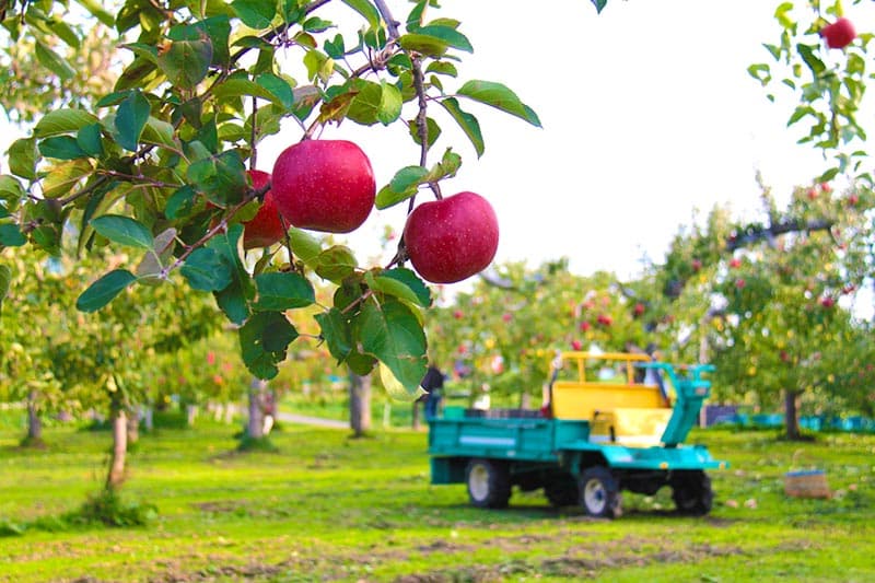Aomori Apple Orchard Private Harvest & Farm-to-Table Lunch