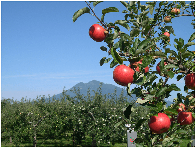 Aomori Apple Orchard Private Harvest & Farm-to-Table Lunch 3