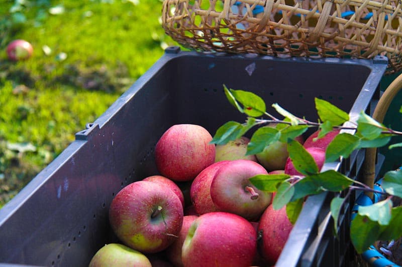 Aomori Apple Orchard Private Harvest & Farm-to-Table Lunch 4